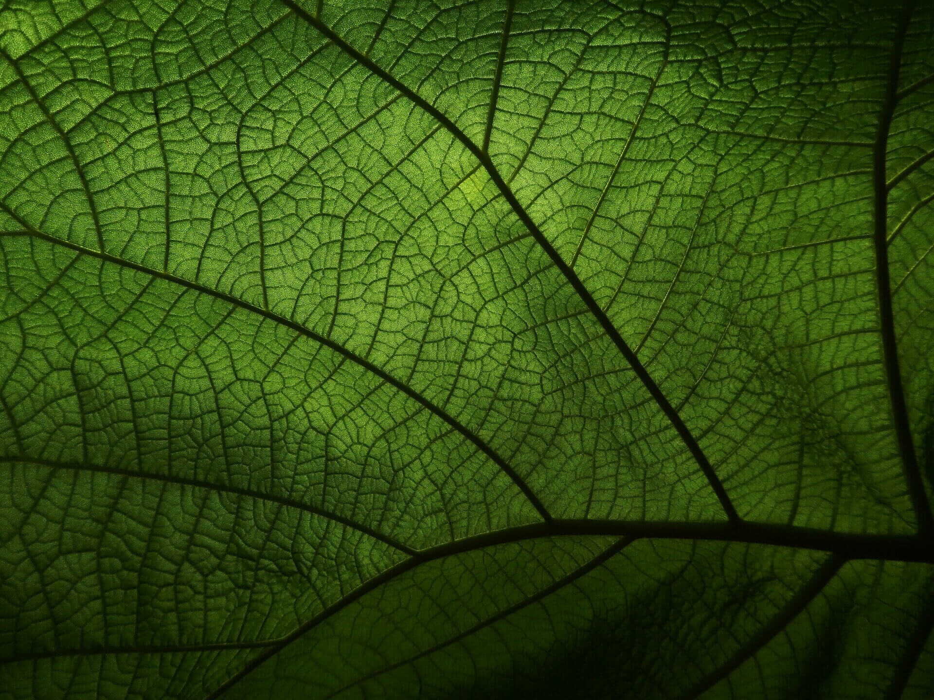 Green leaf – symbolic image of sustainable, "green" SEO